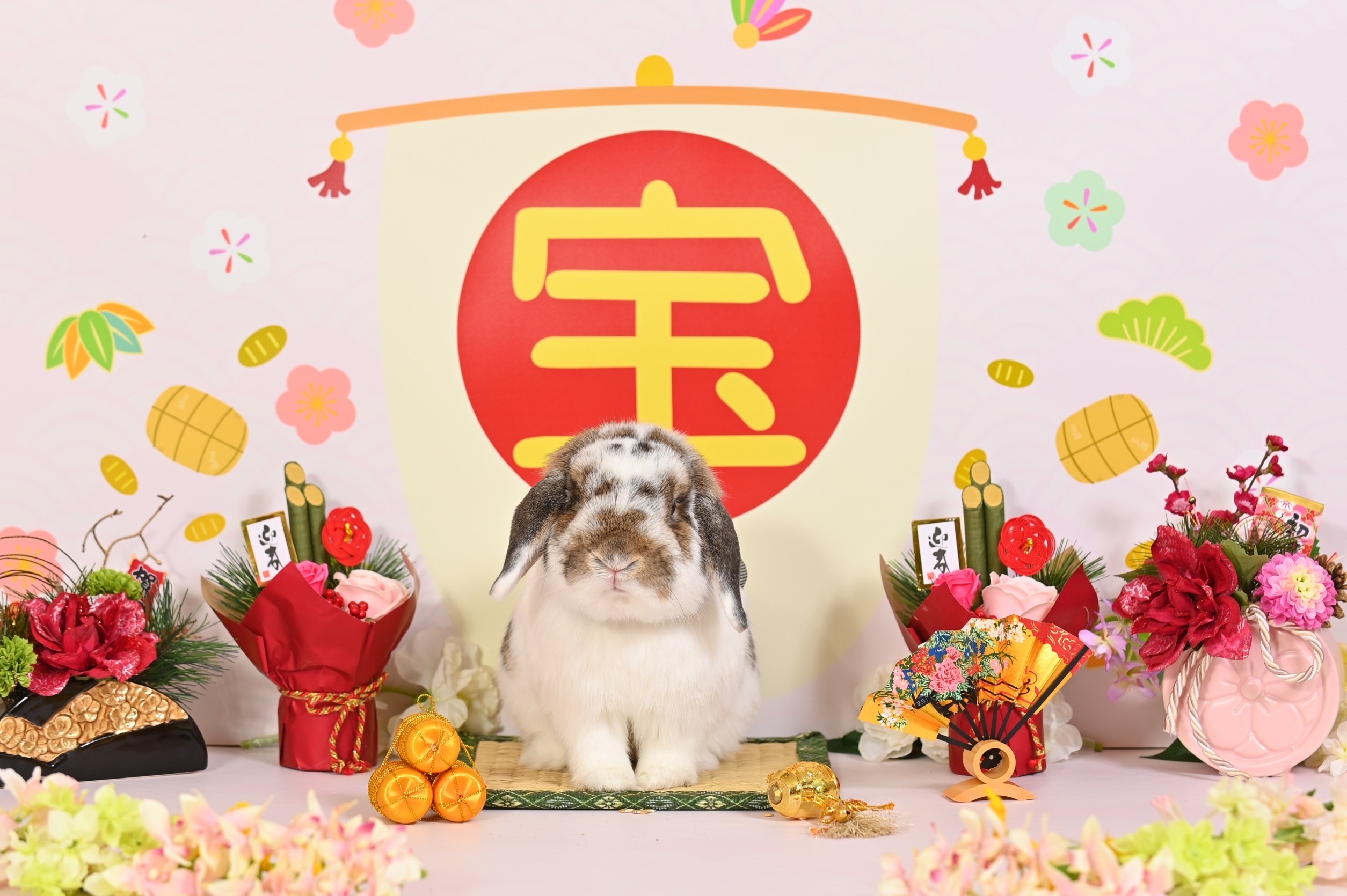 うさぎの写真